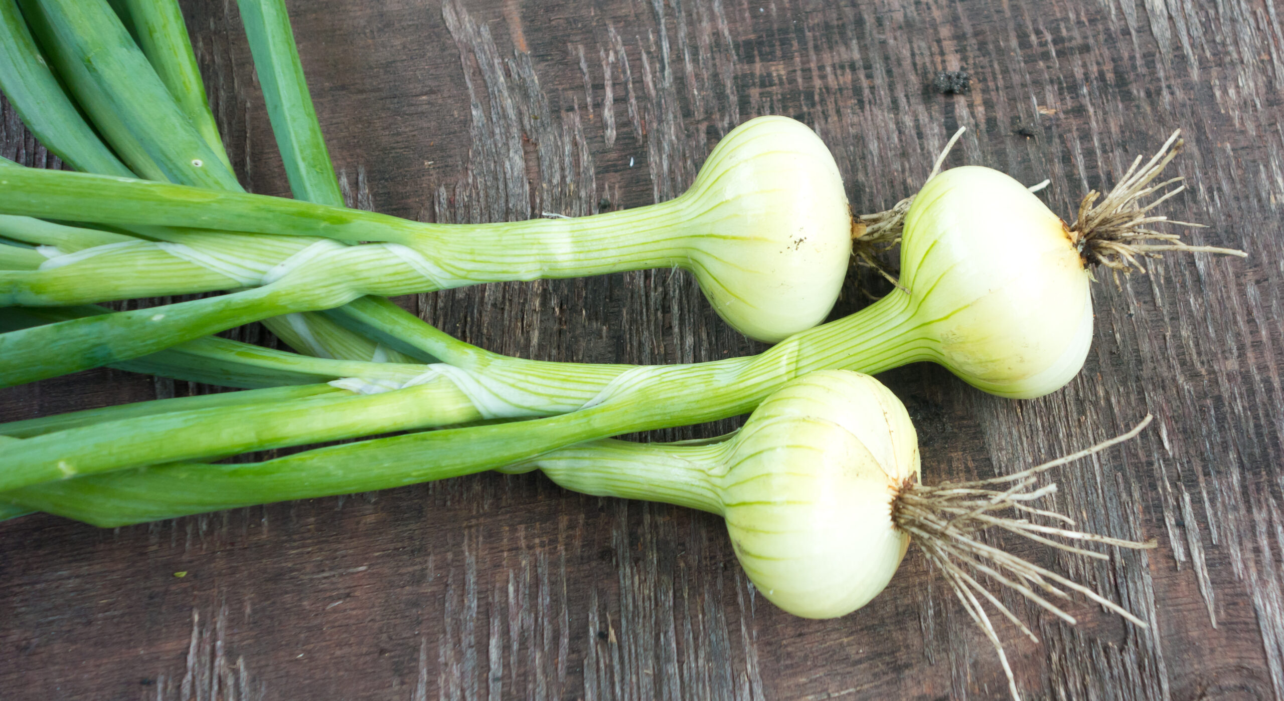 Pickled Onions